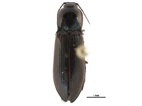 صورة Hypoganus