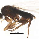 Image of Megaselia conglomerata (Malloch 1912)