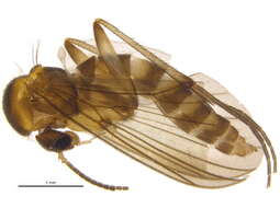 Image of Phronia cinerascens Winnertz 1863