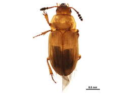 Image of Macrohydnobius matthewsii (Crotch 1874)