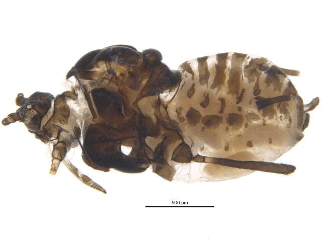 Слика од Aphis (Aphis) holodisci Robinson 1984