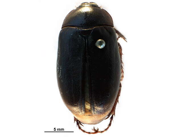 Image of Phyllophaga (Phyllophaga) drakii (Kirby 1837)