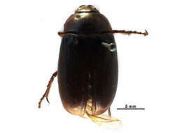 Image of Phyllophaga (Phyllophaga) drakii (Kirby 1837)