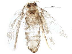 Image of Stigmella myricafoliella (Busck 1900) Grossbeck 1917
