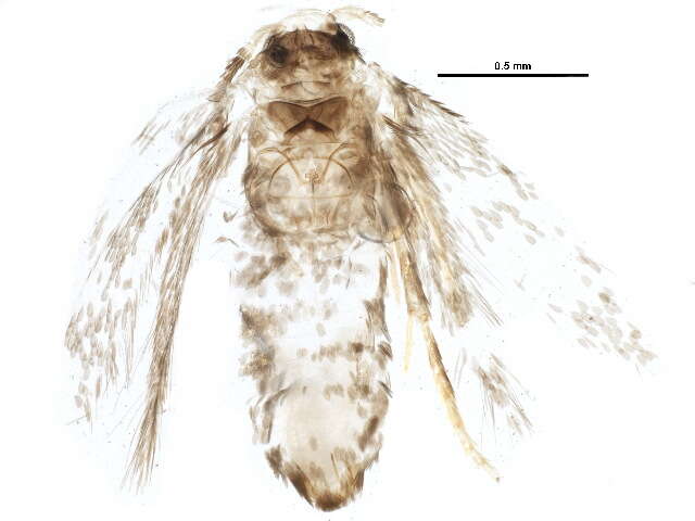 Image of Stigmella myricafoliella (Busck 1900) Grossbeck 1917