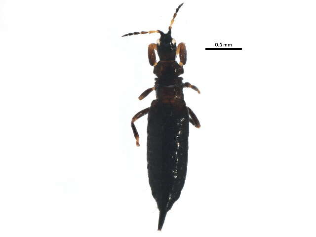 Image of Bolothrips