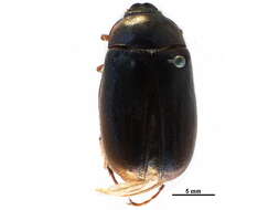 Image of Phyllophaga (Phyllophaga) drakii (Kirby 1837)