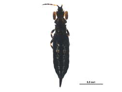 Image of Bolothrips