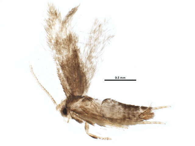 Image of Stigmella myricafoliella (Busck 1900) Grossbeck 1917