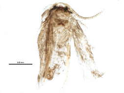 Image of Stigmella myricafoliella (Busck 1900) Grossbeck 1917