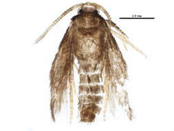 Image of Stigmella myricafoliella (Busck 1900) Grossbeck 1917