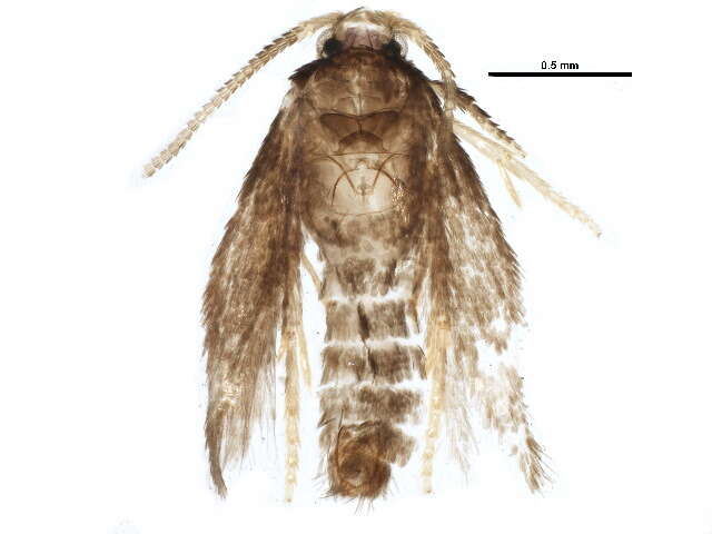 Image of Stigmella myricafoliella (Busck 1900) Grossbeck 1917