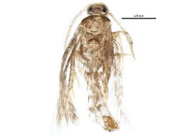 Image of Stigmella myricafoliella (Busck 1900) Grossbeck 1917
