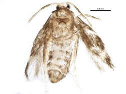 Image of Stigmella myricafoliella (Busck 1900) Grossbeck 1917