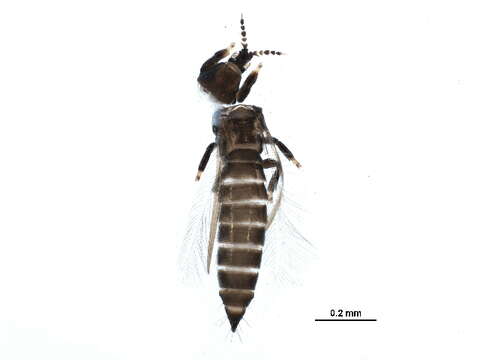 صورة Chirothrips manicatus (Haliday 1836)