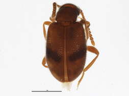 Image of Zonantes pallidus Werner 1990