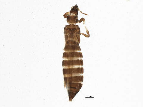 Image of Taeniothrips