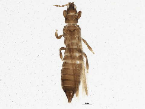 Image of Taeniothrips