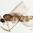 Image of <i>Corynoptera barbata</i>