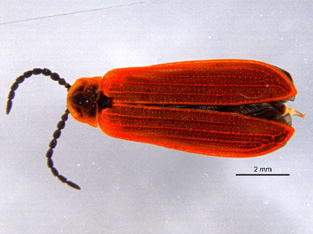 Image of Dictyoptera