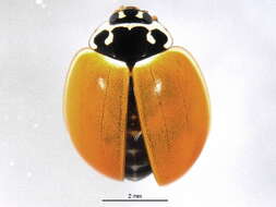 Image of Polished Lady Beetle