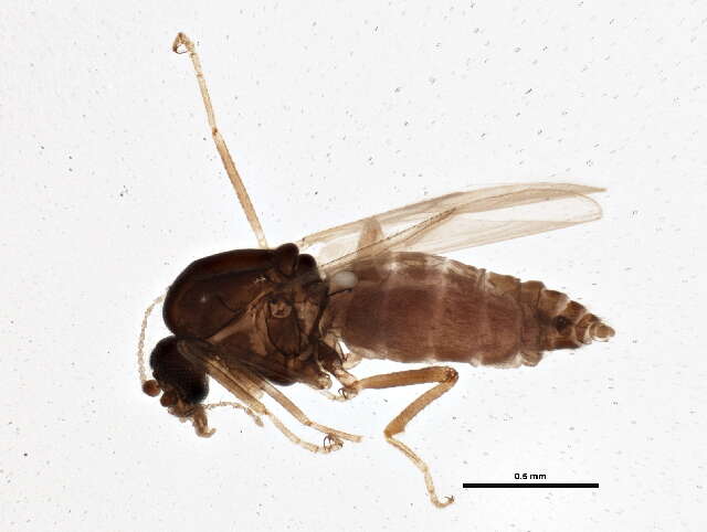 Ceratoculicoides resmi