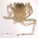 Image of Clubiona pygmaea Banks 1892
