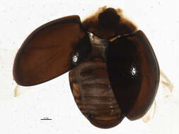 Image of Holopsis marginicollis (Le Conte 1852)