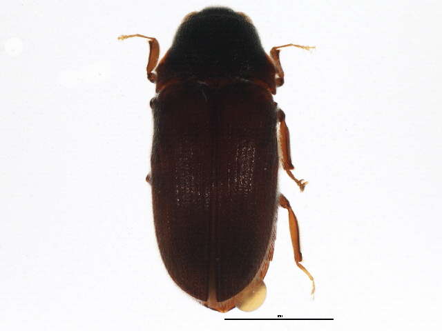 Image of Elateroidea
