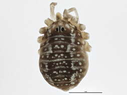 Image of Leiobunum aldrichi (Weed 1893)