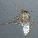 Image of Pilophorus neoclavatus Schuh & Schwartz 1988