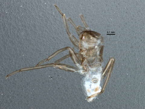 Image of Pilophorus neoclavatus Schuh & Schwartz 1988