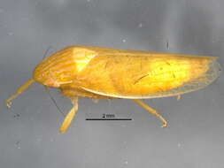 Image of Gyponana vincula