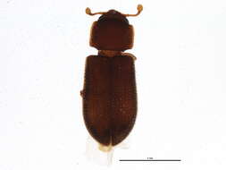 Image of Synchita fuliginosa Melsheimer 1846