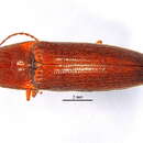 Image of <i>Melanotus hyslopi</i>