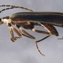 Image of <i>Podabrus brevicollis</i>