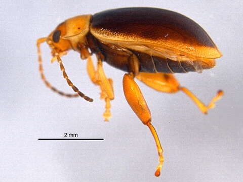 Image of Capraita thyamoides (Crotch 1873)