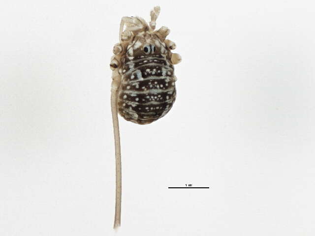 Image of Leiobunum aldrichi (Weed 1893)