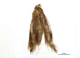 Image of Bucculatrix pomifoliella Clemens 1860