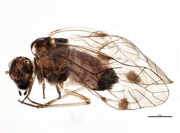 Image of Amphigerontia contaminata (Stephens 1836)