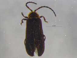 Image of Eropterus arculus Green 1951