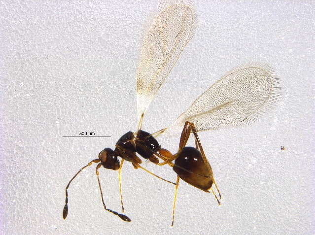 Image of Stephanodes septentrionalis Huber 1997