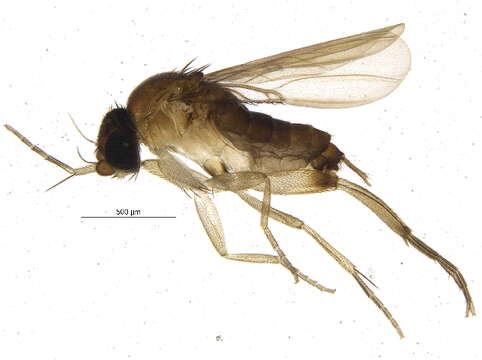 Image of Ant-decapitating Flies