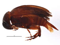 Image de Falsomordellistena discolor (Melsheimer 1845)