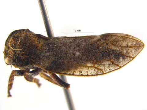 Image of Microcentrus caryae Fitch