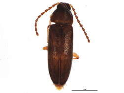 Image of false darkling beetles