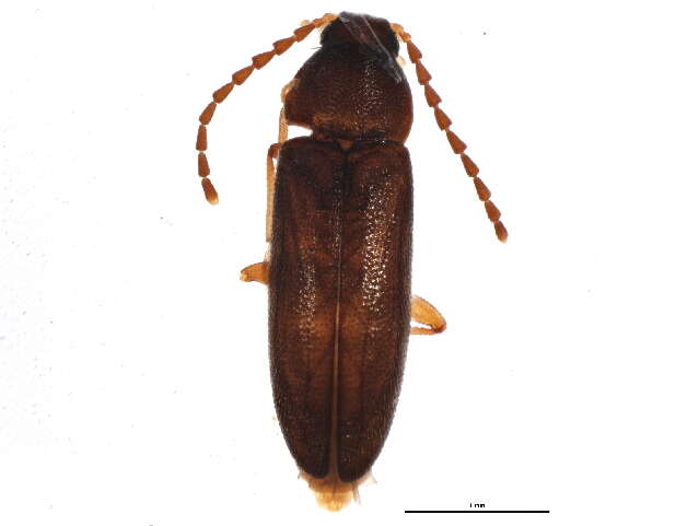 Image of false darkling beetles