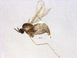 Image of Asteromyia laeviana (Felt 1907)