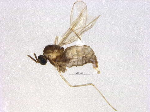 Image de Asteromyia laeviana (Felt 1907)