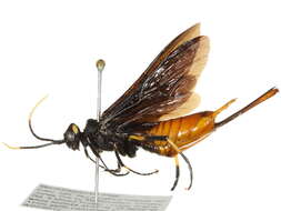 Слика од <i>Urocerus cressoni</i>